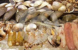 Fresh kinds of sea food on the stall for sale