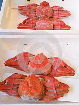 Fresh king crab in Teradomari fish market