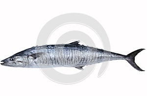 Fresh king mackerel fish photo