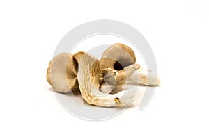 Fresh king oyster mushrooms