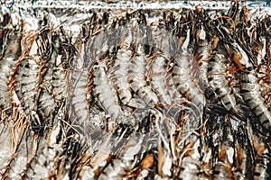Fresh king shrimp farm prawns on ice substrate market counter