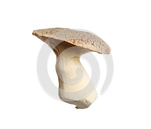 Fresh king trumpet mushroom isolated on white