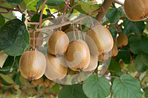 Fresh kiwis. Kiwifruit Actinidia photo
