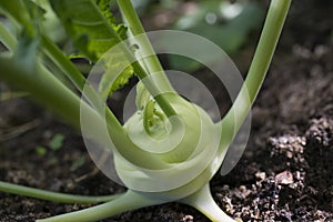 Fresh kohlrabi close up