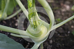 Fresh kohlrabi close up