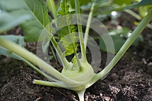 Fresh kohlrabi close up