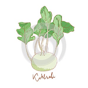 Fresh kohlrabi with green leaves isolated icon. Spring Rareripes. hastings, farm market