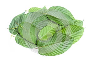 Fresh kratom leaves or Mitragyna speciosa on white background