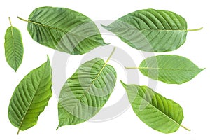 Fresh kratom leaves or Mitragyna speciosa on white background