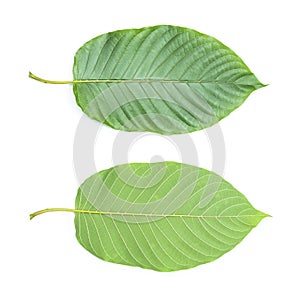 Fresh kratom leaves or Mitragyna speciosa on white background