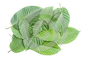 Fresh kratom leaves or Mitragyna speciosa on white background