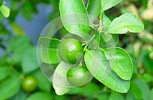 Fresh Kumquats or Small Oranges on Tree