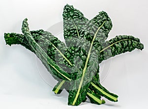 Fresh Lacinato Kale Leaves