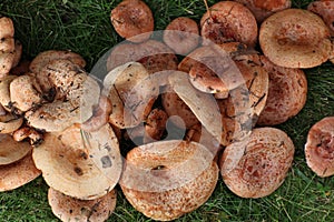 Fresh Lactarius deliciosus - also as the saffron milk cap and r