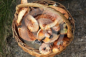 Fresh Lactarius deliciosus - also as the saffron milk cap and r