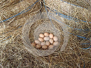 Fresh Laid Eggs in a Straw Nest