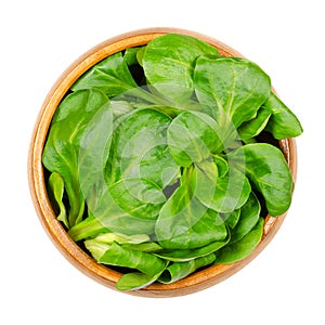 Fresh lambs lettuce, cornsalad, nut lettuce or field salad, in wooden bowl