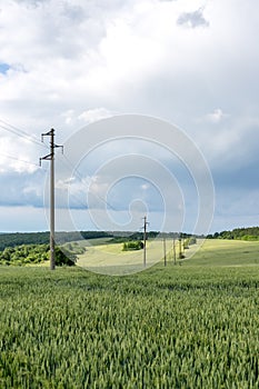 A fresh landscape of a line of electric poles with cables of electricity in a green wheat field with a forest in background