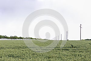 A fresh landscape of a line of electric poles with cables of electricity in a green wheat field with trees in background