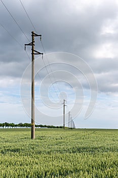 A fresh landscape of a line of electric poles with cables of electricity in a green wheat field with trees in background