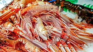 Fresh langoustines lying on ice for sale at the Boqueria market