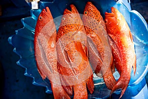 Fresh Lapu Lapu fish with salt ready to be grilled photo