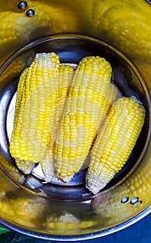 fresh and large corn that will be boiled