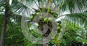 Fresh large green coconuts dangle from palm tree ready for eat Coconuts staple of exotic fruits diets with vitamins and