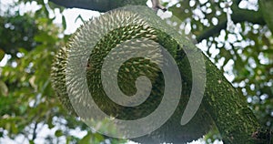 Fresh large green durians hang from trees close-up ripe for eating. Durian unique taste exotic fruits Rich in vitamins