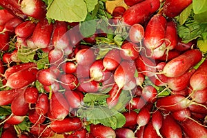 Fresh large radish harvest background close-up