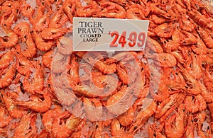 Fresh large tiger prawn cooked on crushed ice on display for sale with price tag at fish market