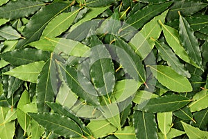 Fresh laurel leaves