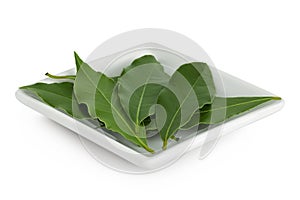 Fresh Laurel leaves in ceramic bowl isolated on white background. Green bay leaf