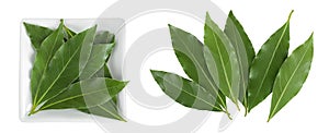 Fresh Laurel leaves in ceramic bowl isolated on white background. Green bay leaf. Top view. Flat lay
