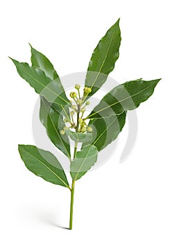 Fresh Laurel leaves isolated on white background. Green bay leaf