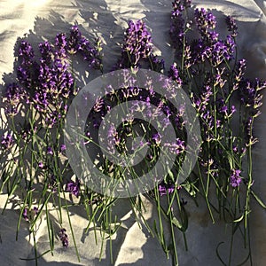 Fresh lavanda from the garden