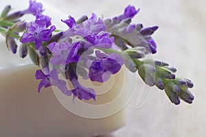 Fresh lavender on a bar of soap