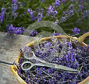 Fresh lavender flower with scissors over wooden Summer background