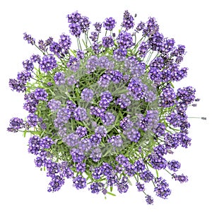 Fresh lavender flowers bouquet white background Top view