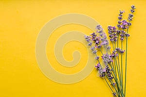 Fresh lavender flowers bouquet on yellow color background. Flatlay purple herbal flower blossom. Bouquet of lavender copy space
