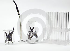 Fresh lavender flowers, laboratory flasks and test tubes on a white background