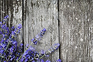 Fresh lavender flowers, on old, gray, wooden background.