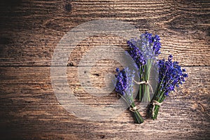 Fresh lavender flowers