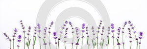 Fresh lavender flowers on a white background. Lavender flowers banner. Copy space.