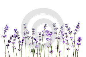 Fresh lavender flowers on a white background. Lavender flowers mock up. Copy space.