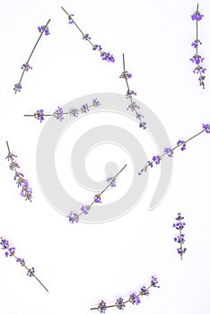 Fresh lavender flowers arranged on a white background. Lavender flowers mock up. Copy space. Minimal background concept.