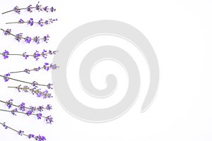 Fresh lavender flowers arranged on a white background. Lavender flowers mock up. Copy space. Minimal background concept.