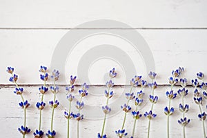 Fresh lavender flowers on white wood table background