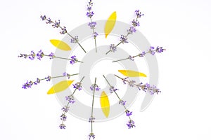 Fresh lavender flowers and yellow sunflower leaves arranged on a white background. Summer flowers mock up. Copy space