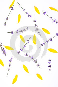 Fresh lavender flowers and yellow sunflower leaves arranged on a white background. Summer flowers mock up. Copy space